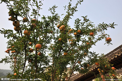 我愛(ài)家鄉(xiāng)的石榴樹