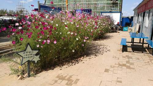 澄合分公司第十二項目部“花園式工地”贏贊譽(yù)