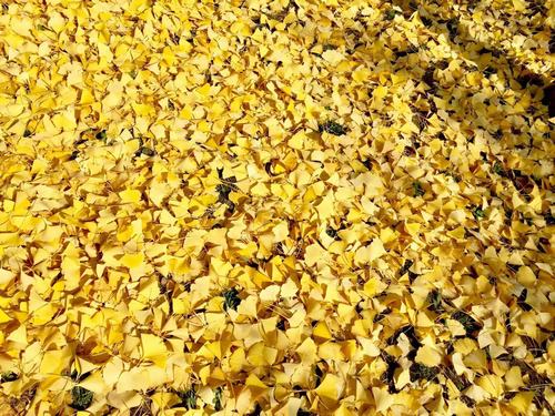 銀杏千年，等候的是秋的思念