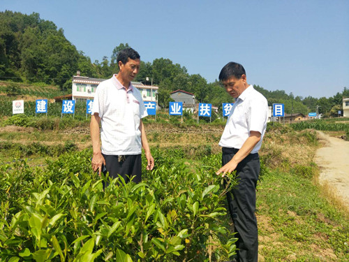 侯本英赴漢陰縣大壩村調(diào)研指導幫扶工作