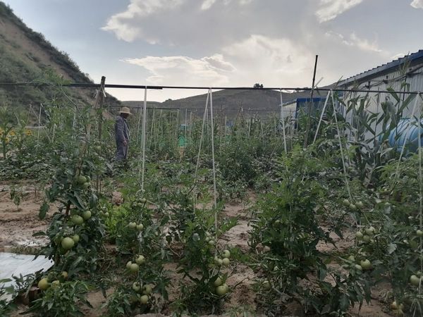 陜煤建設(shè)天工公司安裝三部餐桌上的“營養(yǎng)綠”