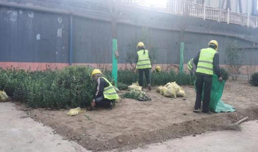 陜煤建設(shè)綠宇公司:龍鋼廠區(qū)再添綠色“新衣”