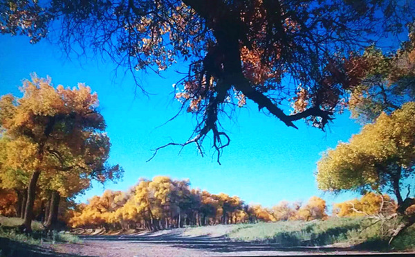 走進(jìn)內(nèi)蒙額濟(jì)納，與胡楊林的美撞個滿懷