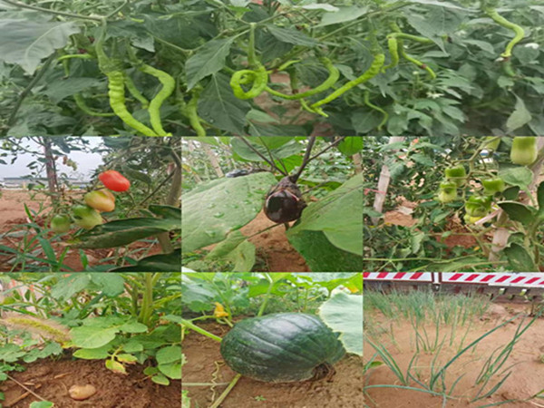 陜煤建設(shè)咸陽分公司第九項(xiàng)目部：碩果累累的“菜園子”，滿滿當(dāng)當(dāng)?shù)摹安嘶@子”