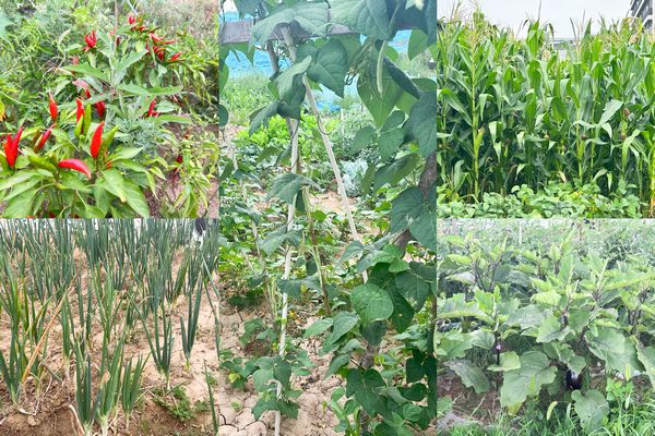 陜煤建設(shè)天工公司土建第七項目部：小小“菜園”，播種即是收獲