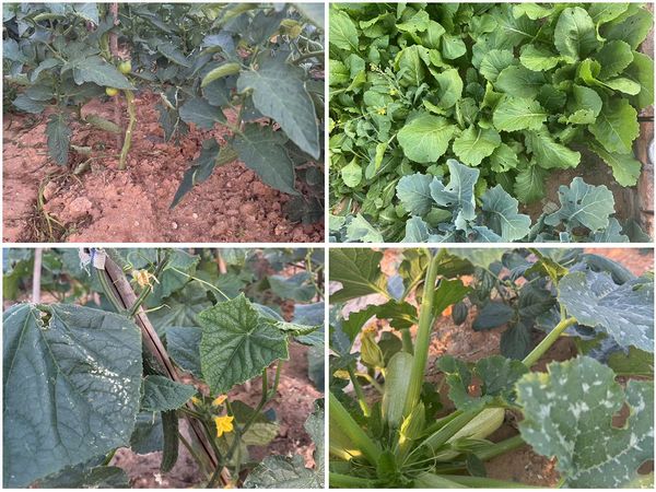 陜煤建設天工公司土建十七部黨支部：小小菜園，播種幸福感