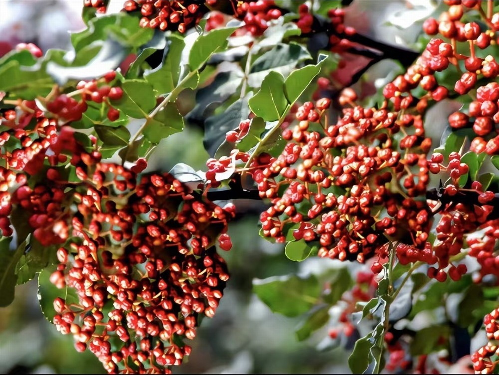  椒香溢韓城，福澤潤民心