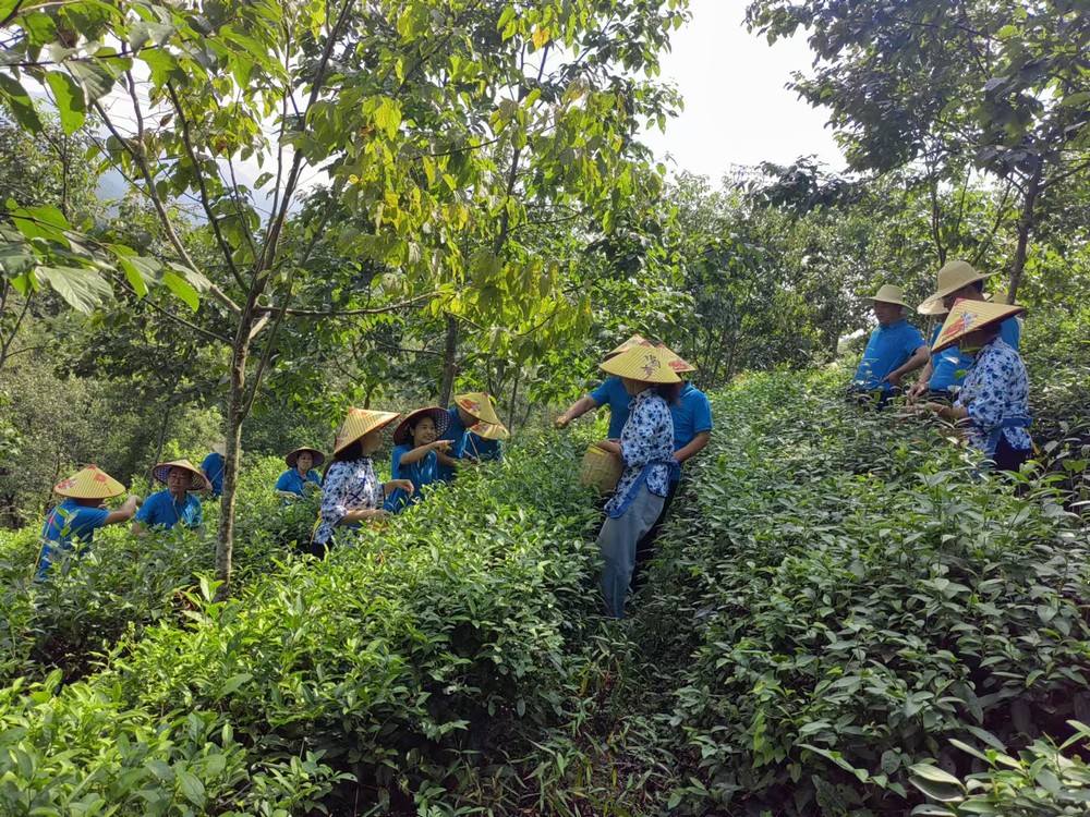 陜煤建設(shè)煤礦運營服務分公司：赴天池村開展主題黨日活動