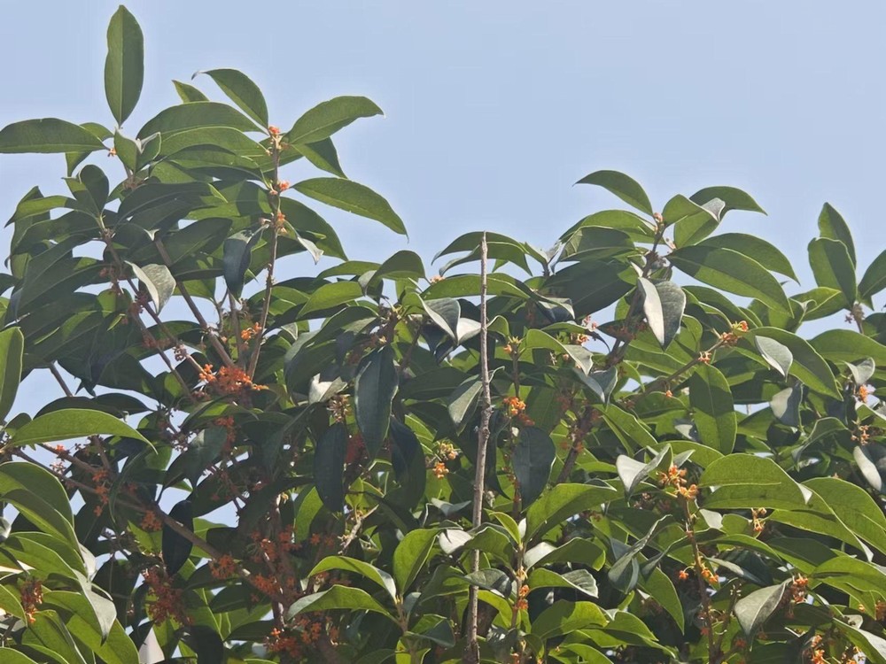 滿城桂花香，最是秋意濃