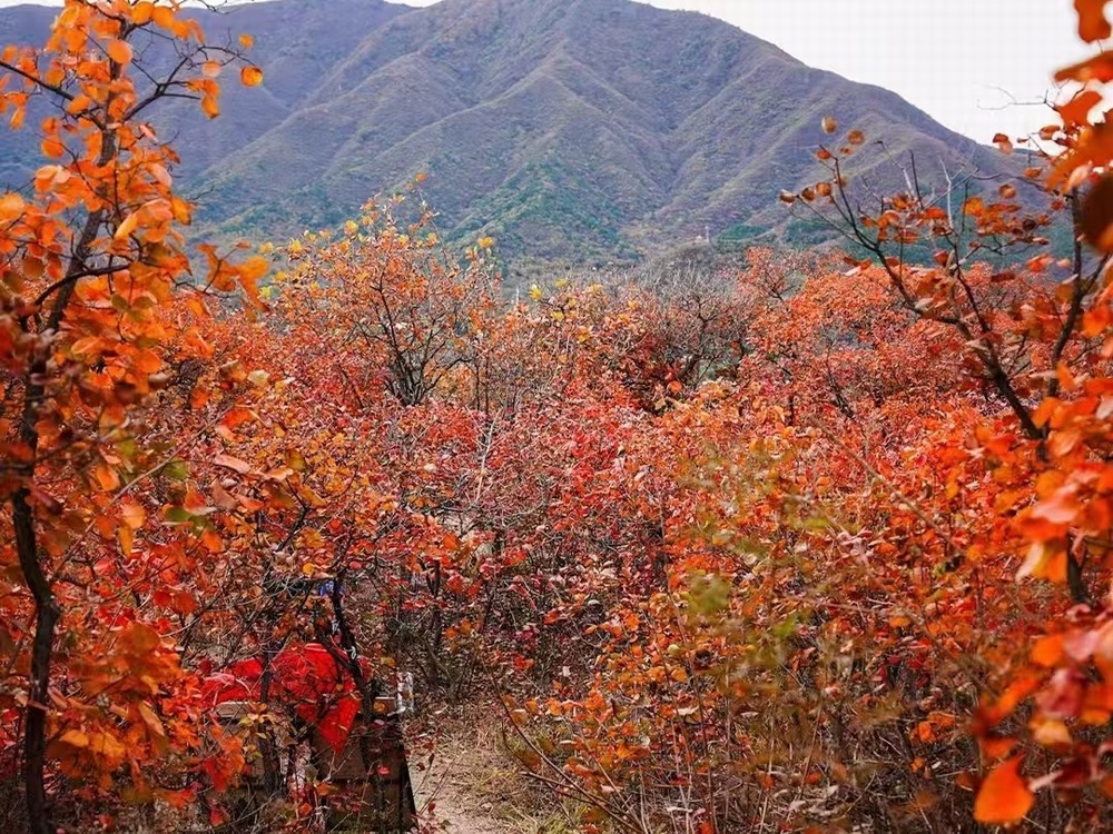 紅葉燃情，歷史鑄魂