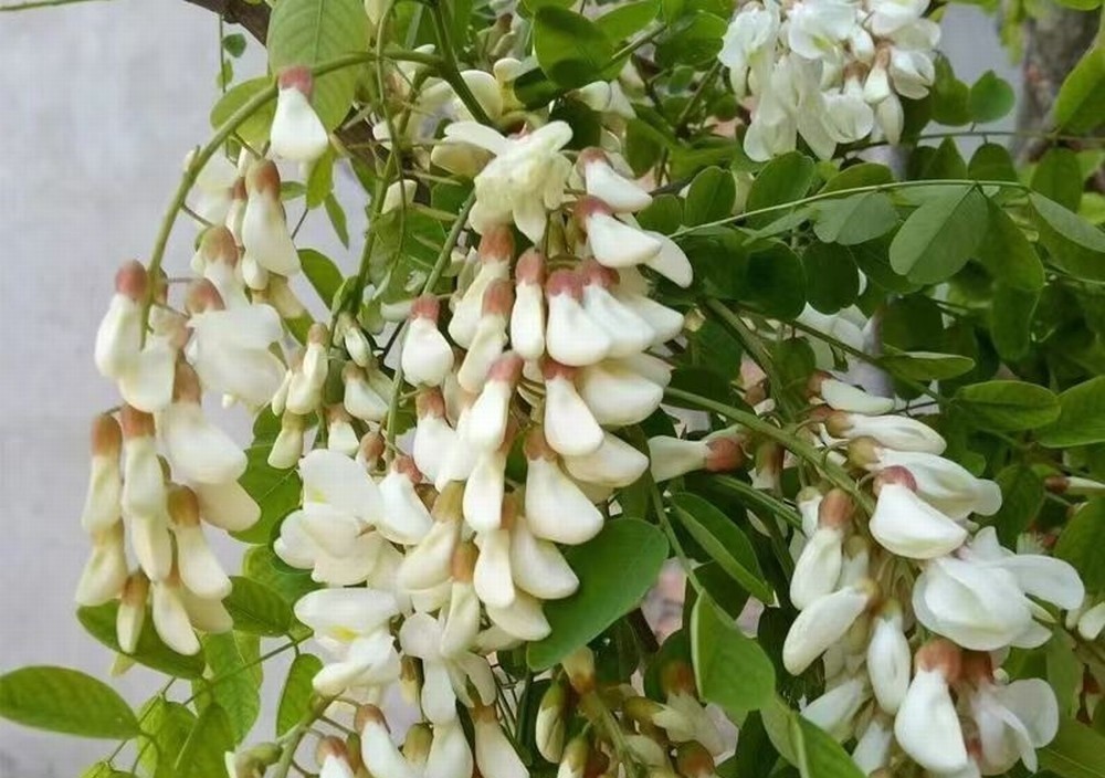 走！鉤洋槐花去！