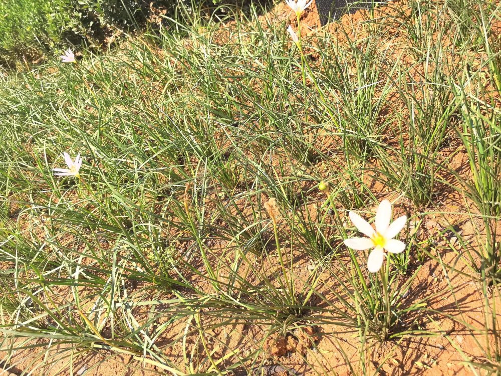 電廠花開時(shí)，奮斗自成章