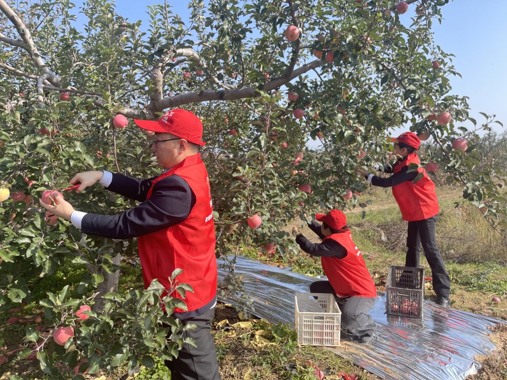 陜煤建設(shè)澄合分公司機(jī)關(guān)黨支部:黨員助農(nóng)采摘忙 蘋(píng)果園里踐初心